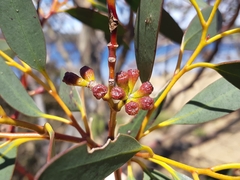 Eucalyptus coccifera