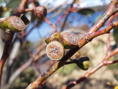 Eucalyptus coccifera