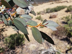 Eucalyptus coccifera