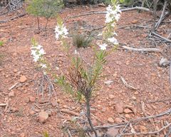 Goodenia scapigera