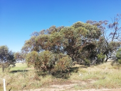 Eucalyptus loxophleba supralaevis