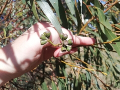 Eucalyptus loxophleba supralaevis