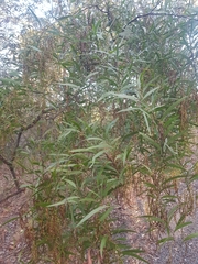Acacia macradenia