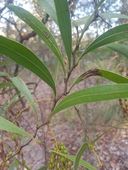 Acacia macradenia