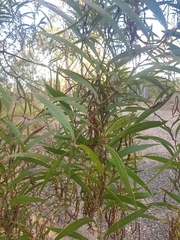 Acacia macradenia