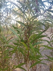 Acacia macradenia
