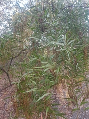 Acacia macradenia