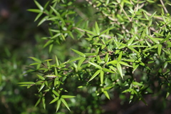 Alyxia ruscifolia