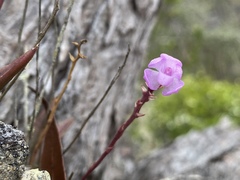Sarcochilus ceciliae