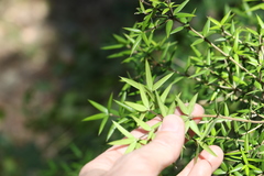 Alyxia ruscifolia