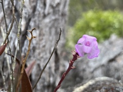 Sarcochilus ceciliae