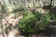 Alyxia ruscifolia