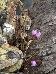 Sarcochilus ceciliae