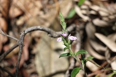 Rostellularia adscendens