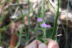 Rostellularia adscendens