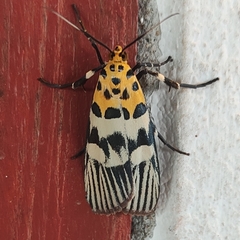 Vitessa