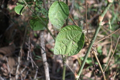 Grewia latifolia