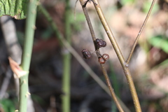 Grewia latifolia