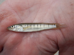 Fundulus similis