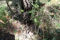 Grewia latifolia