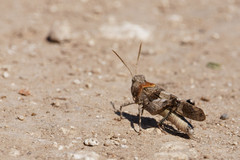 Oedipoda charpentieri