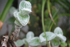 Tradescantia sillamontana