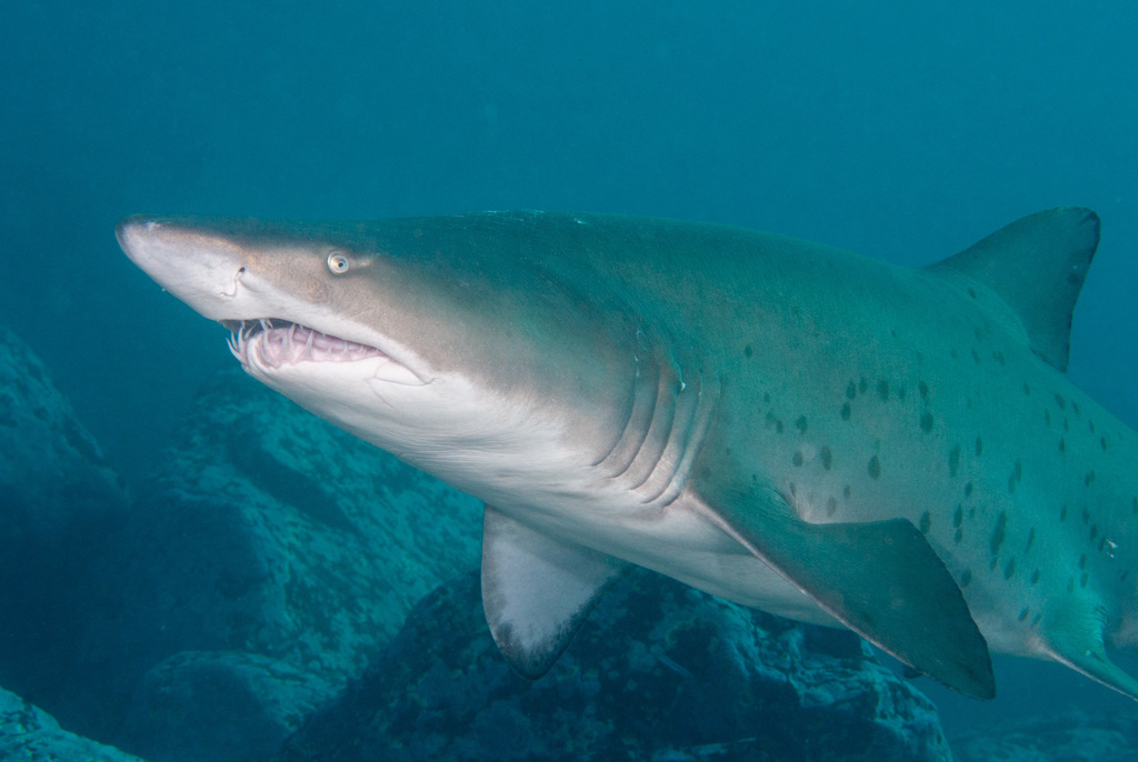 Sand Tiger Shark from 