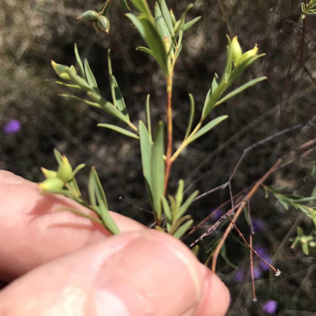 Pimelea neoanglica, Western Creek State Forest, Dunmore, QLD, AU, by mickdrews