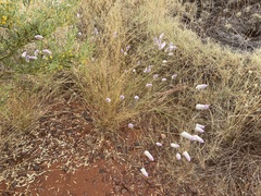 Ptilotus calostachyus
