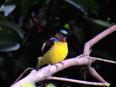 Anthreptes malacensis