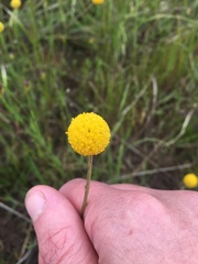 Pycnosorus chrysanthus