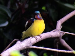 Anthreptes malacensis