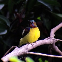 Anthreptes malacensis