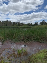 Cladium procerum