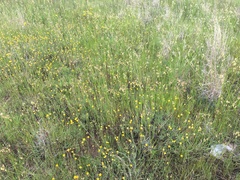 Pycnosorus chrysanthus