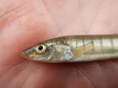 Fundulus similis
