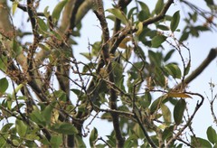 Psilopogon rafflesii