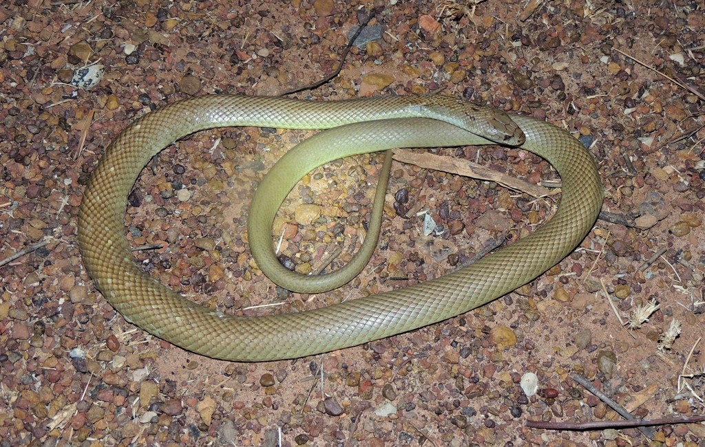 Pygmy Mulga Snake from Ord River WA 6770, Australia on October 30, 2013 ...