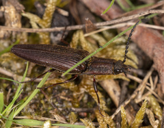 Elatichrosis trisulcatus