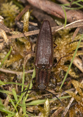 Elatichrosis trisulcatus