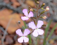 Stylidium albomontis