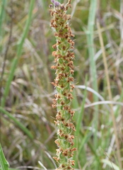 Plantago gaudichaudii