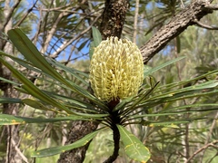 Banksia aquilonia