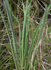 Plantago gaudichaudii