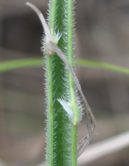 Plantago gaudichaudii