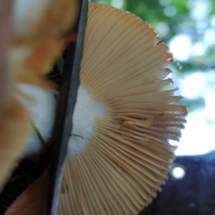 Russula decipiens