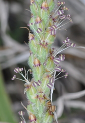 Plantago gaudichaudii