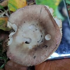 Russula decipiens