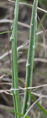 Plantago gaudichaudii