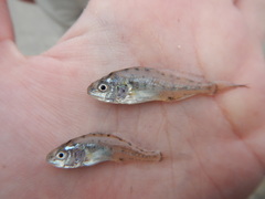 Micropogonias undulatus